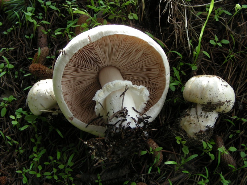Ancora un Agaricus
